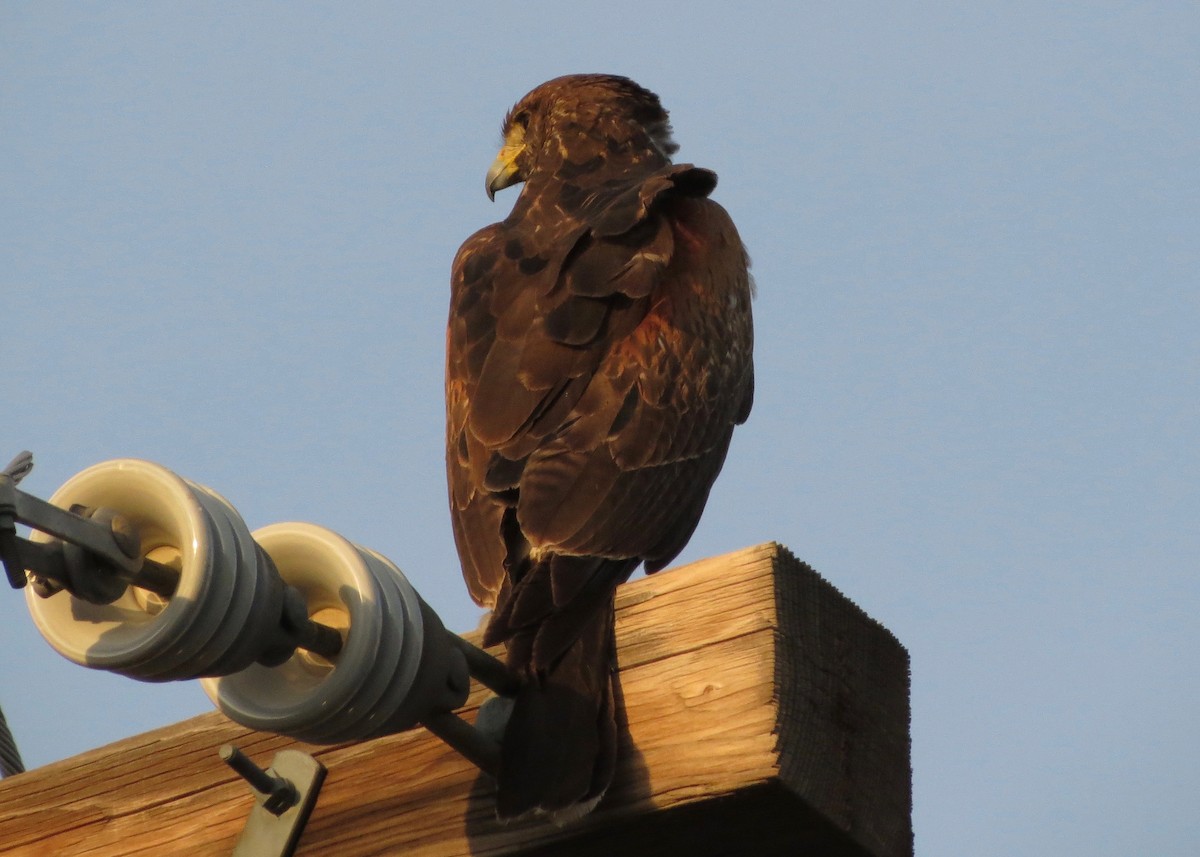 Harris's Hawk - ML53554251