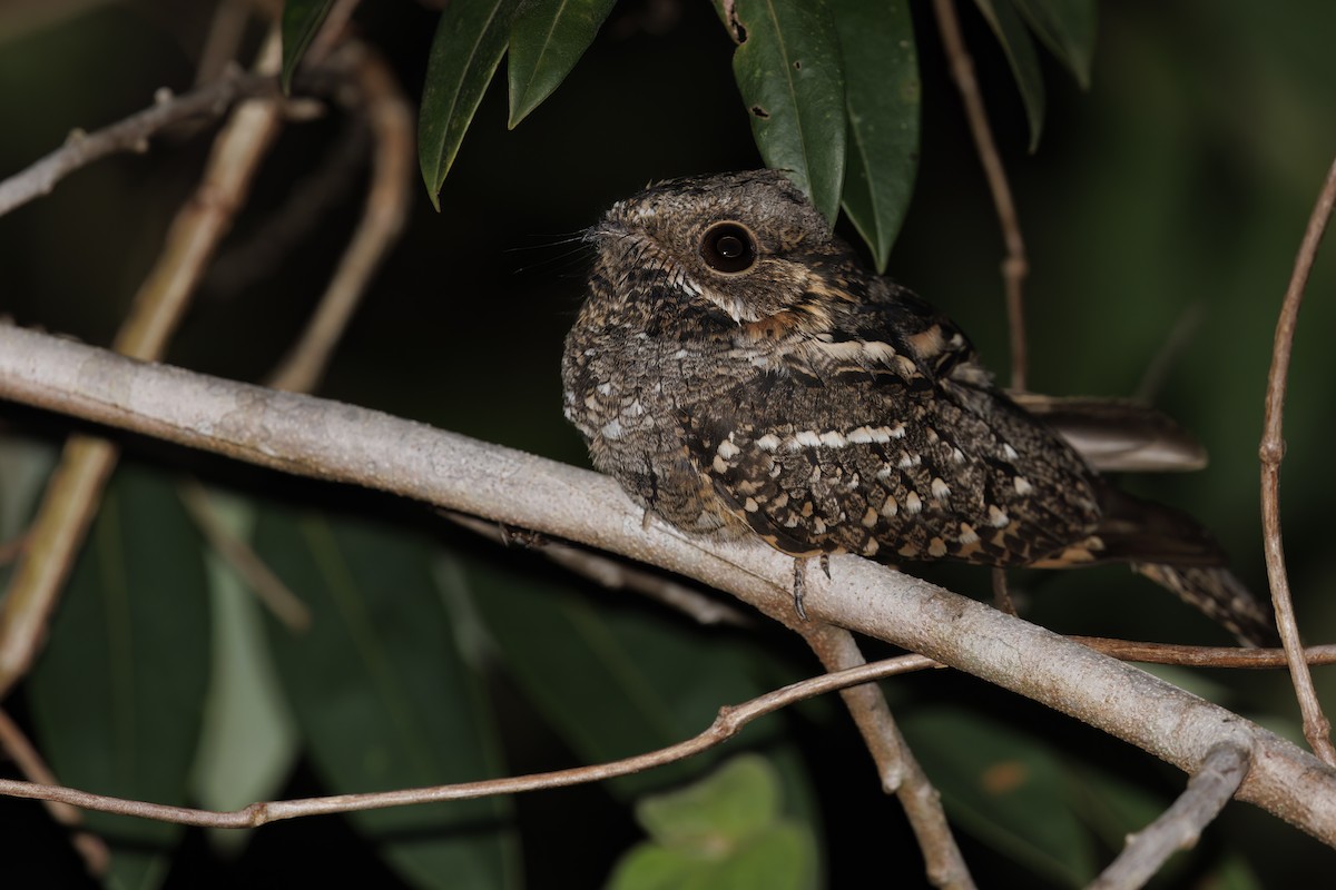 Little Nightjar - ML535543051