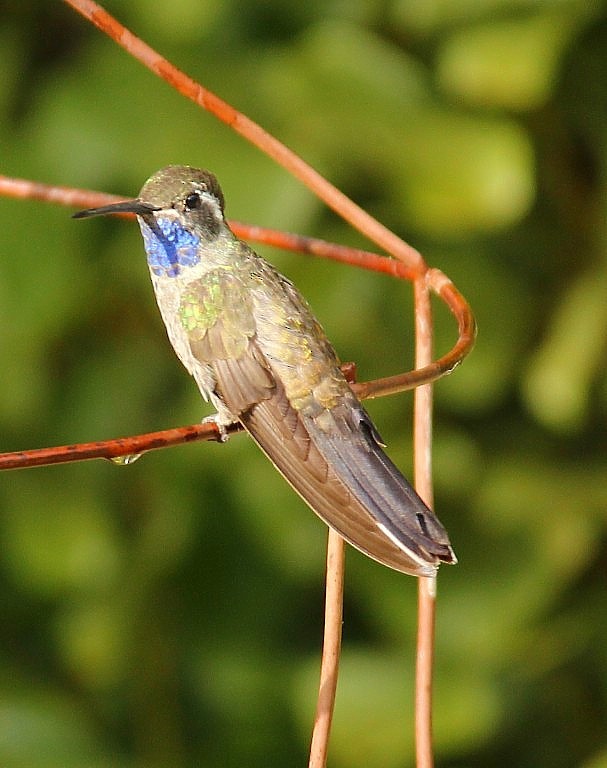 Blue-throated Mountain-gem