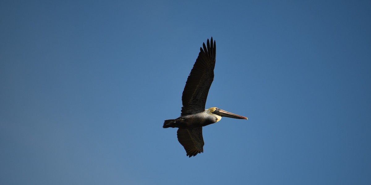 Brown Pelican - ML535543801