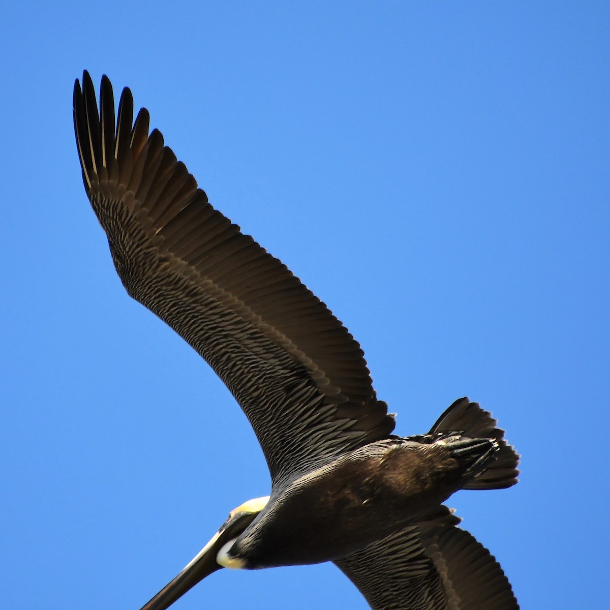Brown Pelican - ML535543811