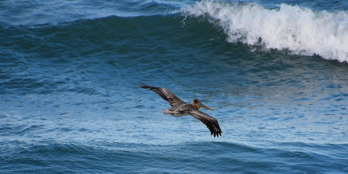 Brown Pelican - ML535543851
