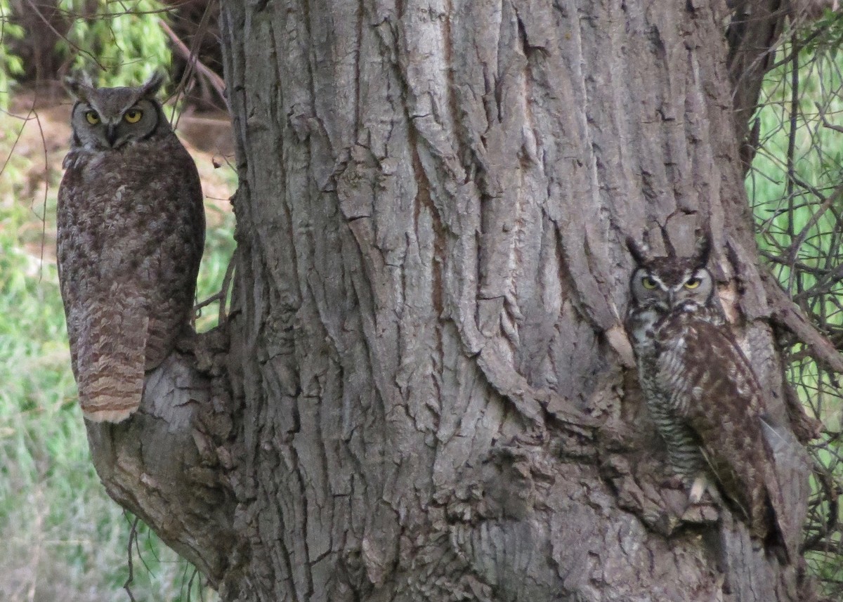Great Horned Owl - ML53554421