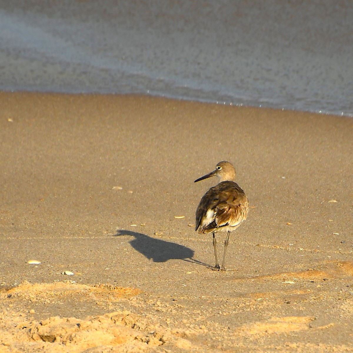 Willet - ML535544591