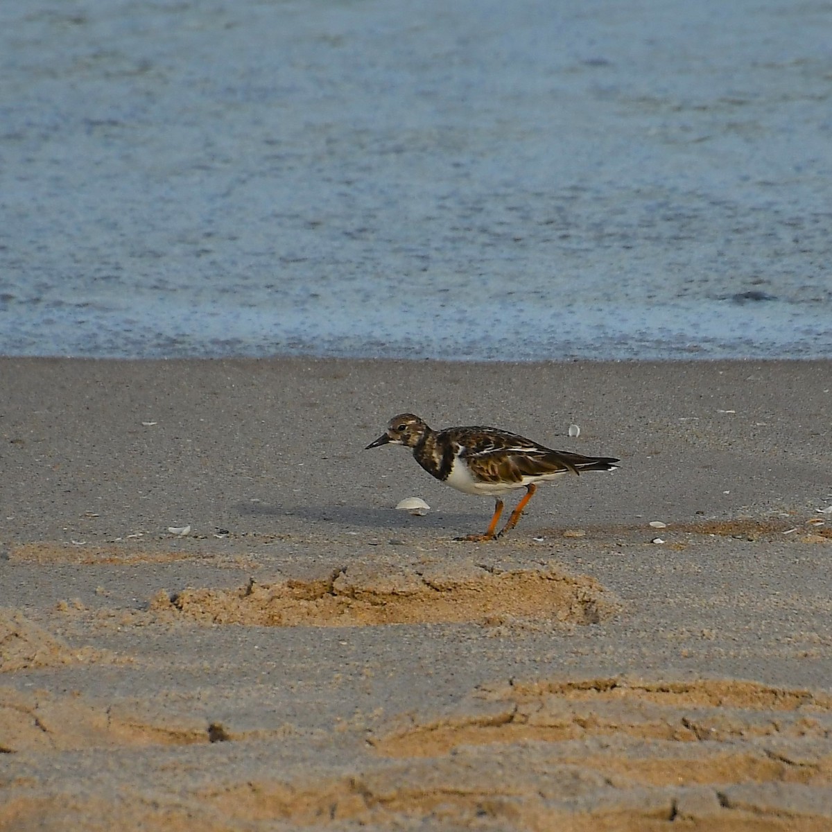 Ruddy Turnstone - ML535544751