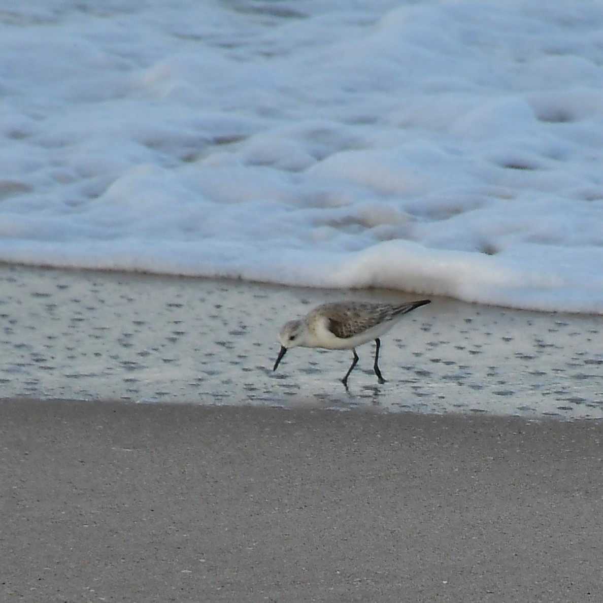 Sanderling - ML535545021