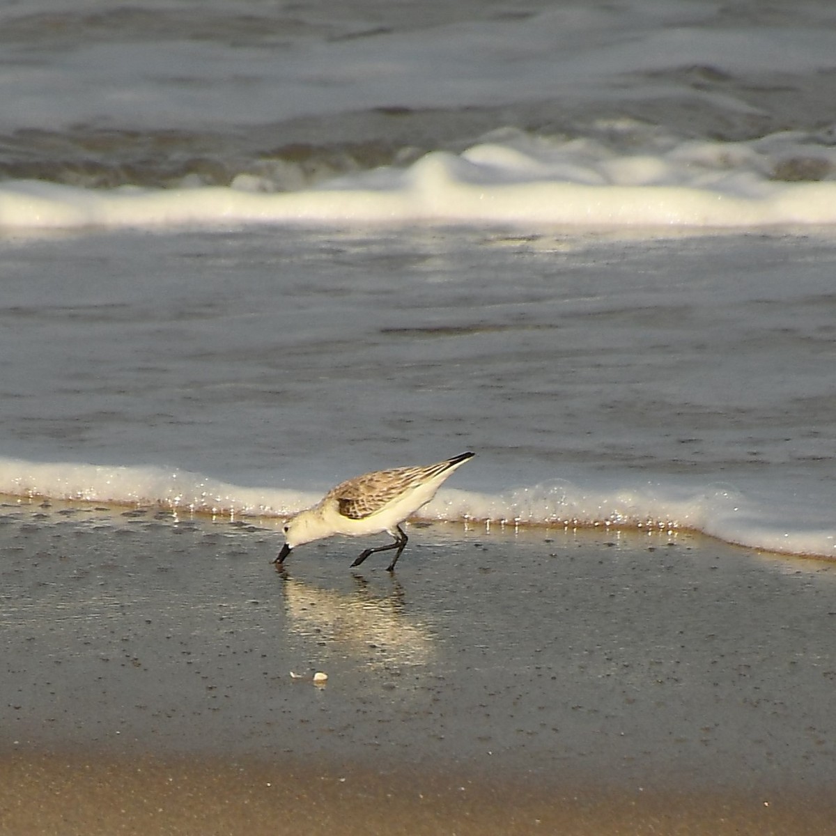 Sanderling - ML535546261