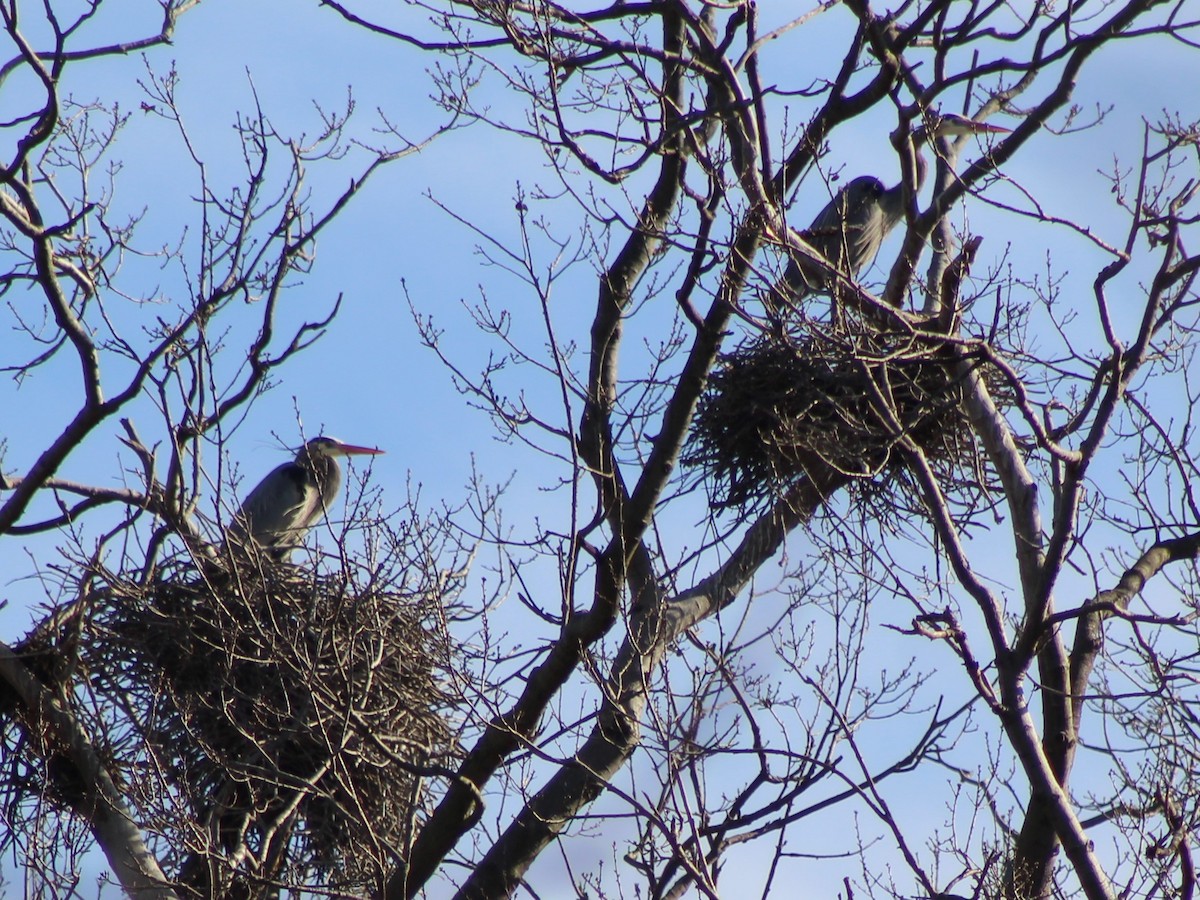Great Blue Heron - ML535547401
