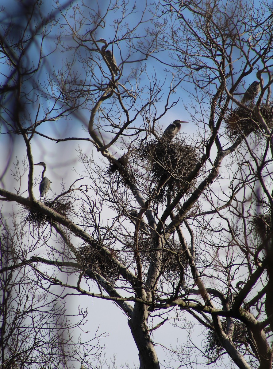 Great Blue Heron - ML535547411