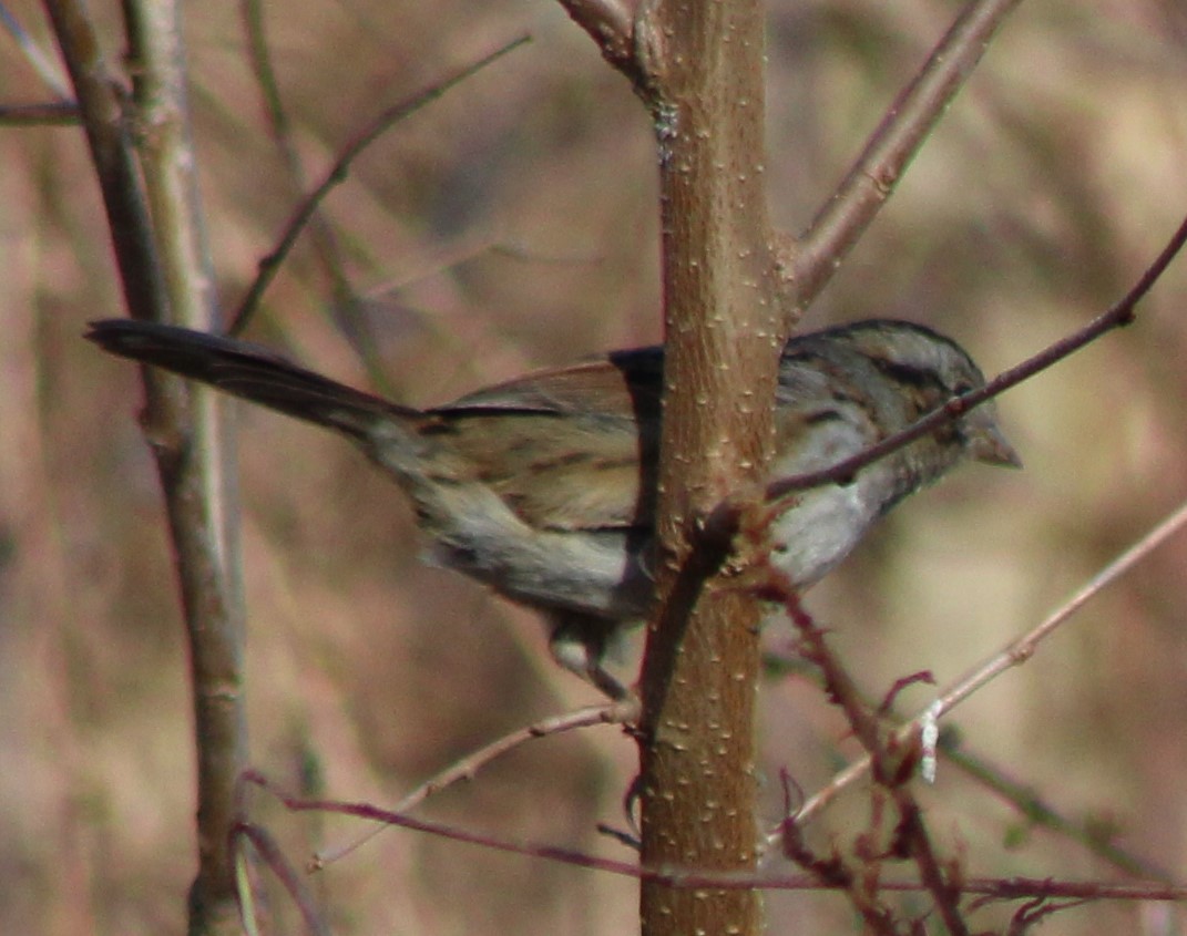 Swamp Sparrow - ML535547571