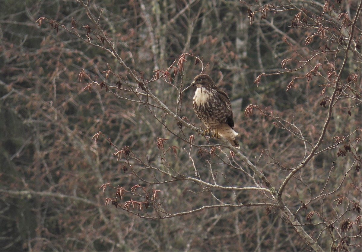 káně rudochvostá (ssp. calurus/alascensis) - ML535548111