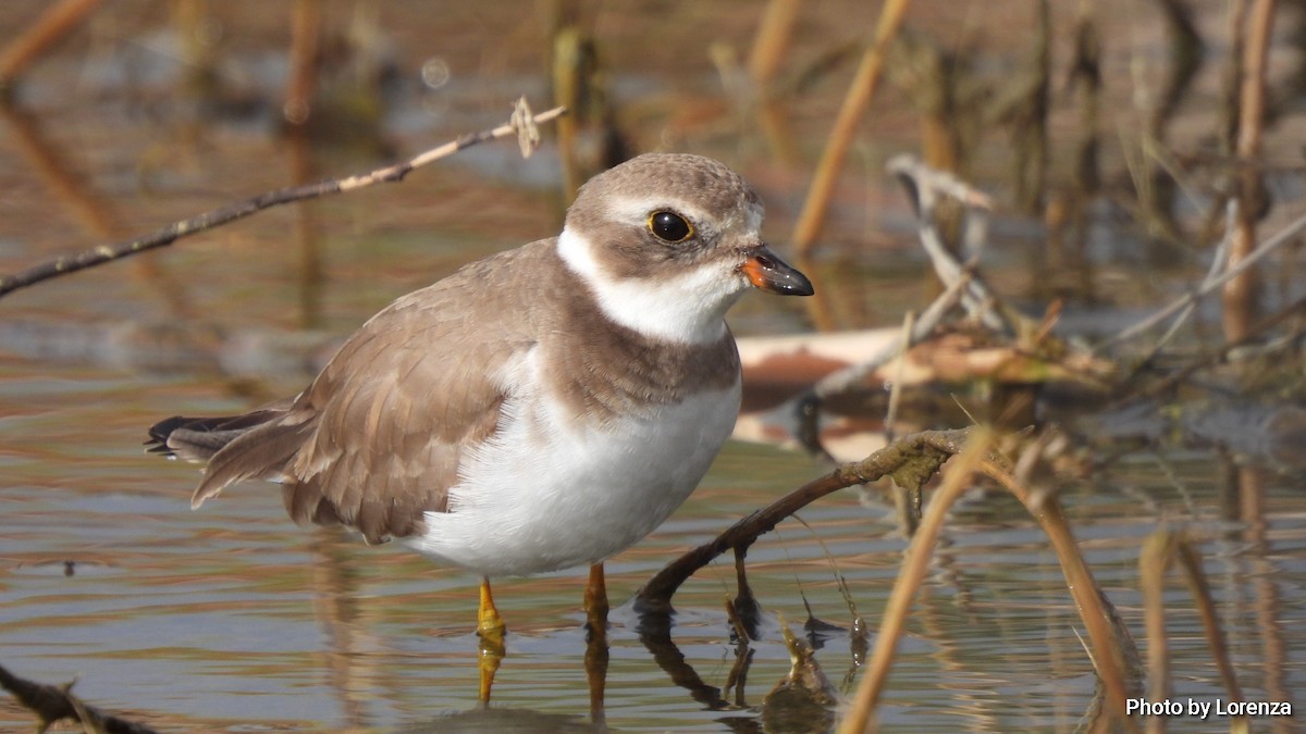 Semipalmated Plover - ML535548391