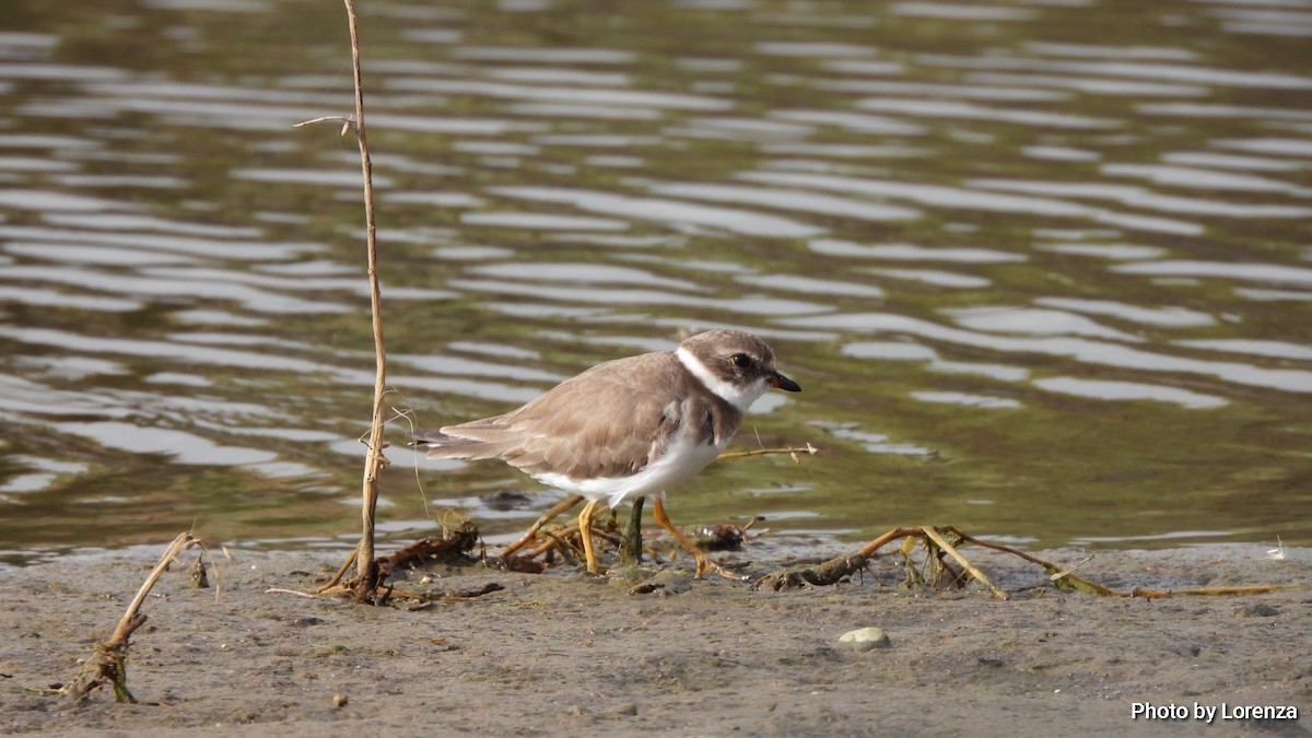 Semipalmated Plover - ML535548401