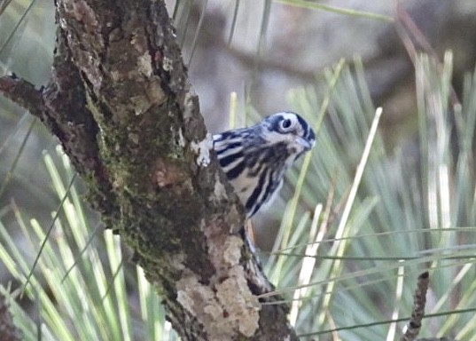 Black-and-white Warbler - ML535548411