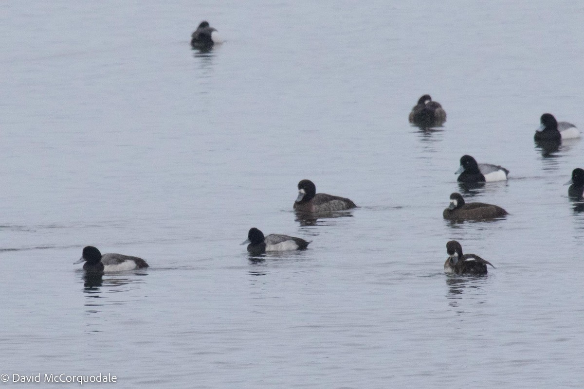 Lesser Scaup - ML535548631