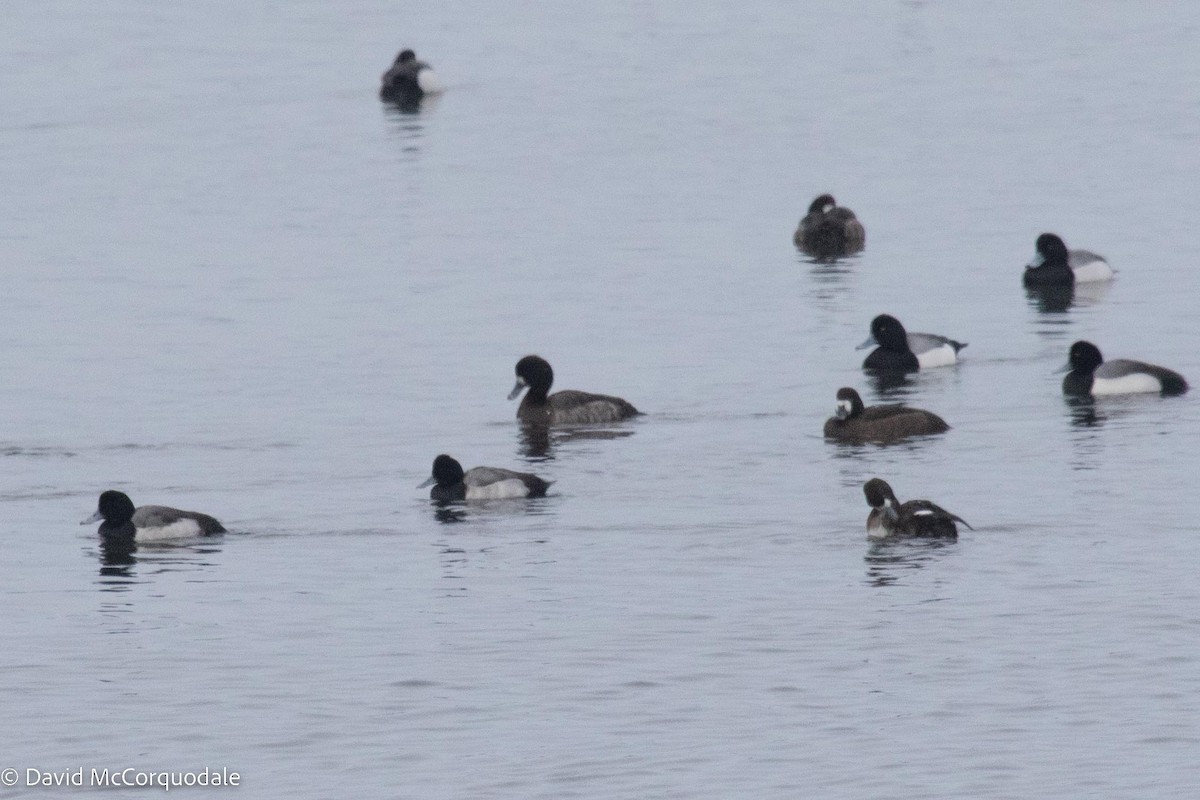 Lesser Scaup - ML535548641