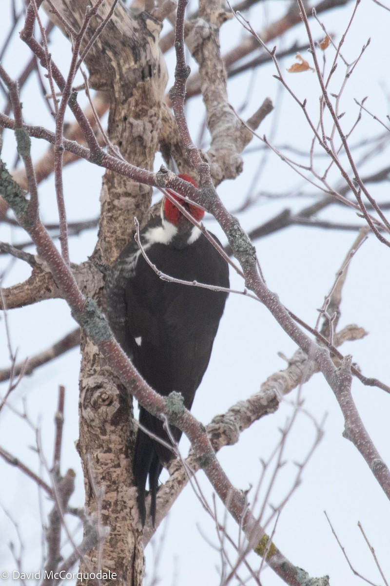 Pileated Woodpecker - David McCorquodale