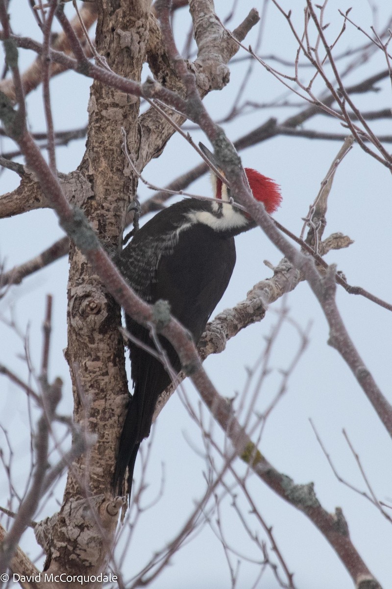 Pileated Woodpecker - David McCorquodale