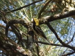 Black-throated Green Warbler - ML535548711
