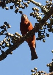 Hepatic Tanager - ML535548771