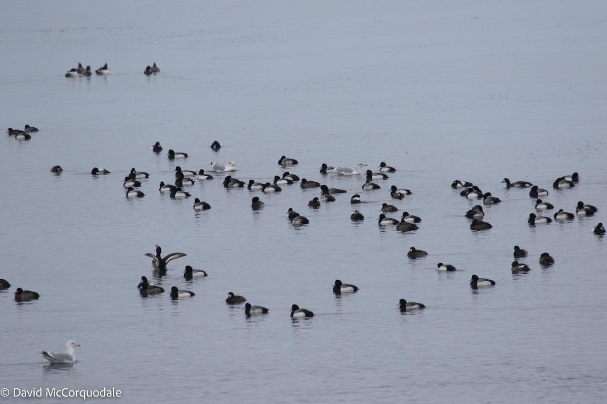 Greater Scaup - ML535548811