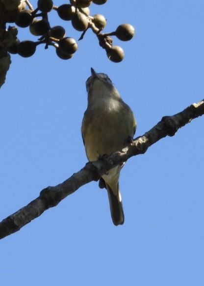 Blue-headed Vireo - ML535548961