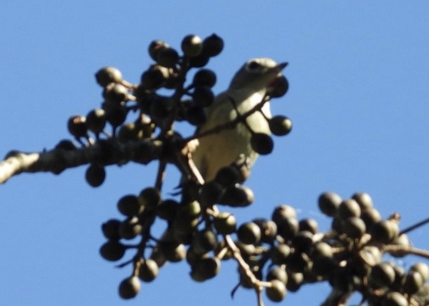 Blue-headed Vireo - ML535548981