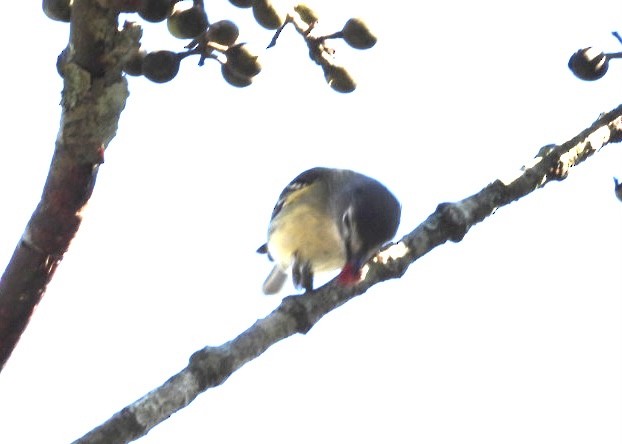 Blue-headed Vireo - ML535548991