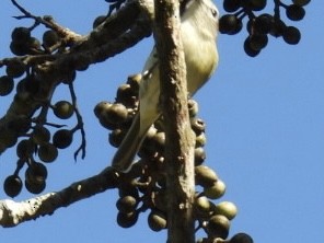 Blue-headed Vireo - ML535549001
