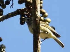 Blue-headed Vireo - ML535549011