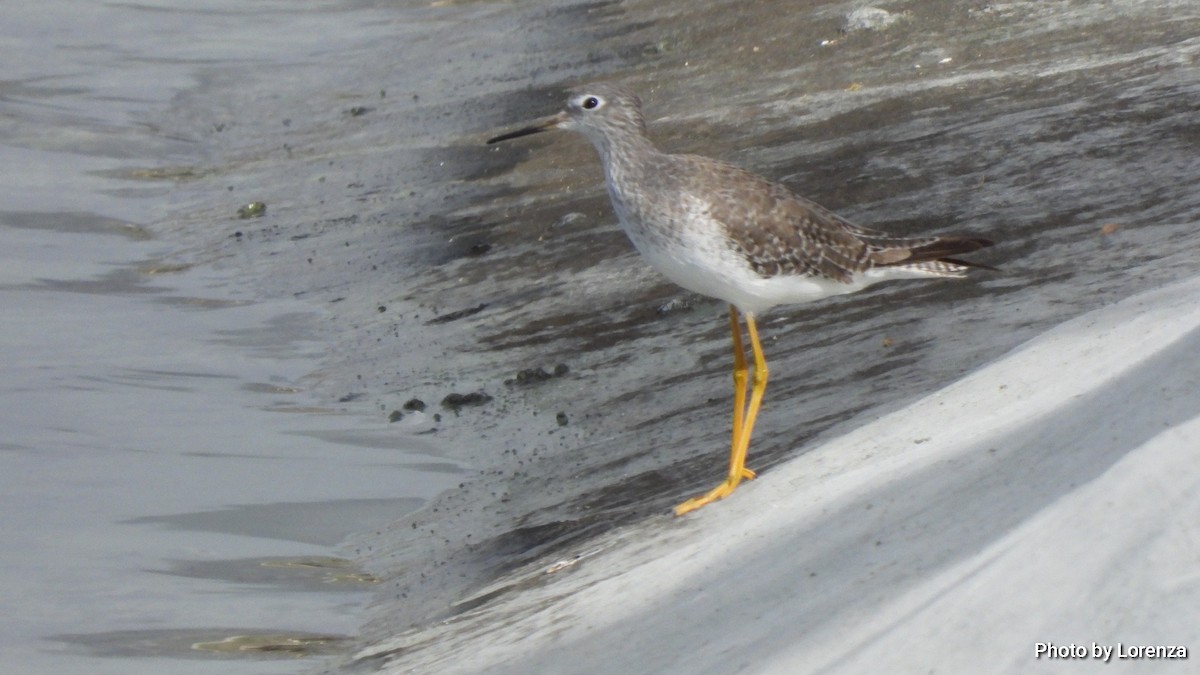 Lesser Yellowlegs - Lorenza Piretta