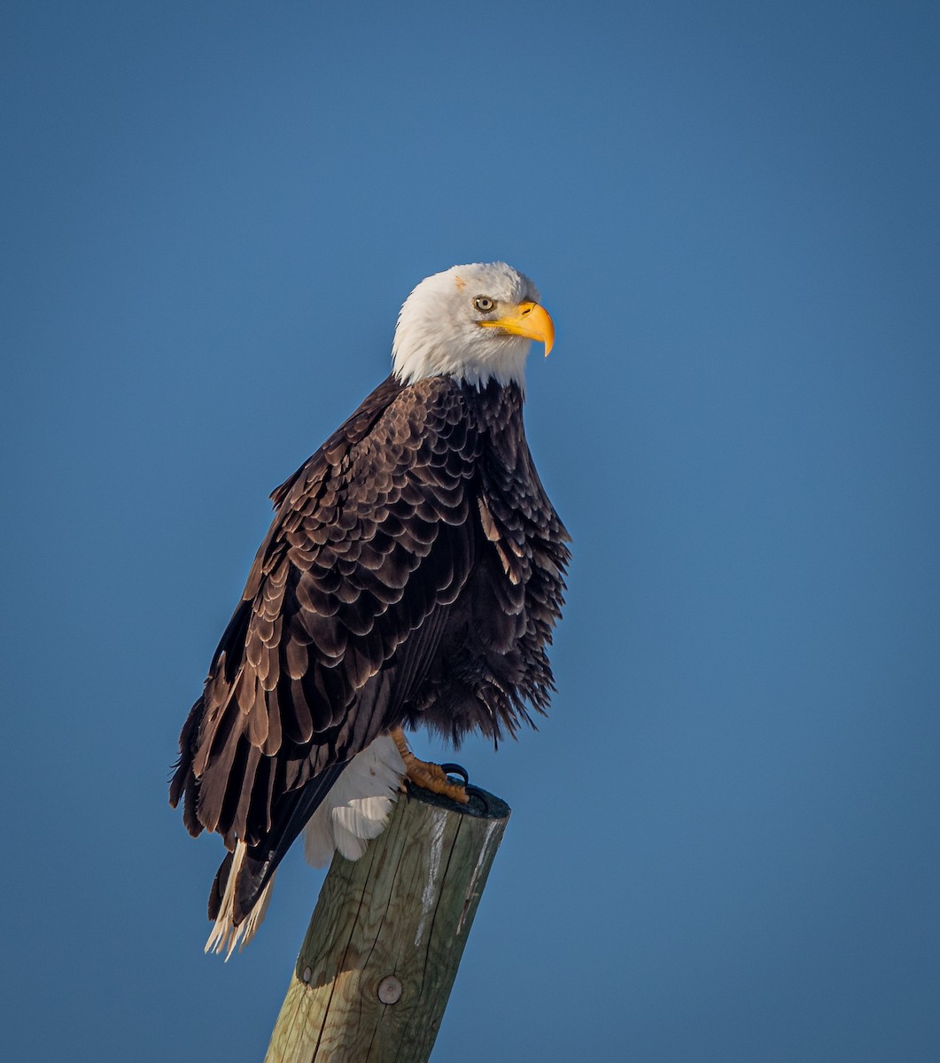 Bald Eagle - bj worth