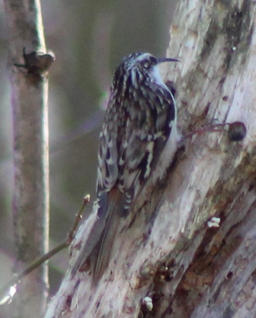 Brown Creeper - ML535550261