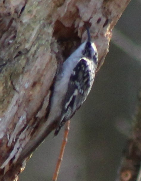 Brown Creeper - ML535550331