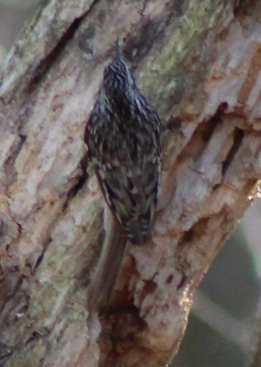 Brown Creeper - ML535550341