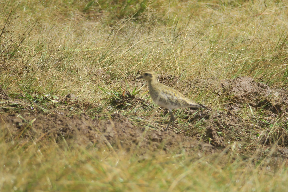 Chorlito Dorado Siberiano - ML535550911