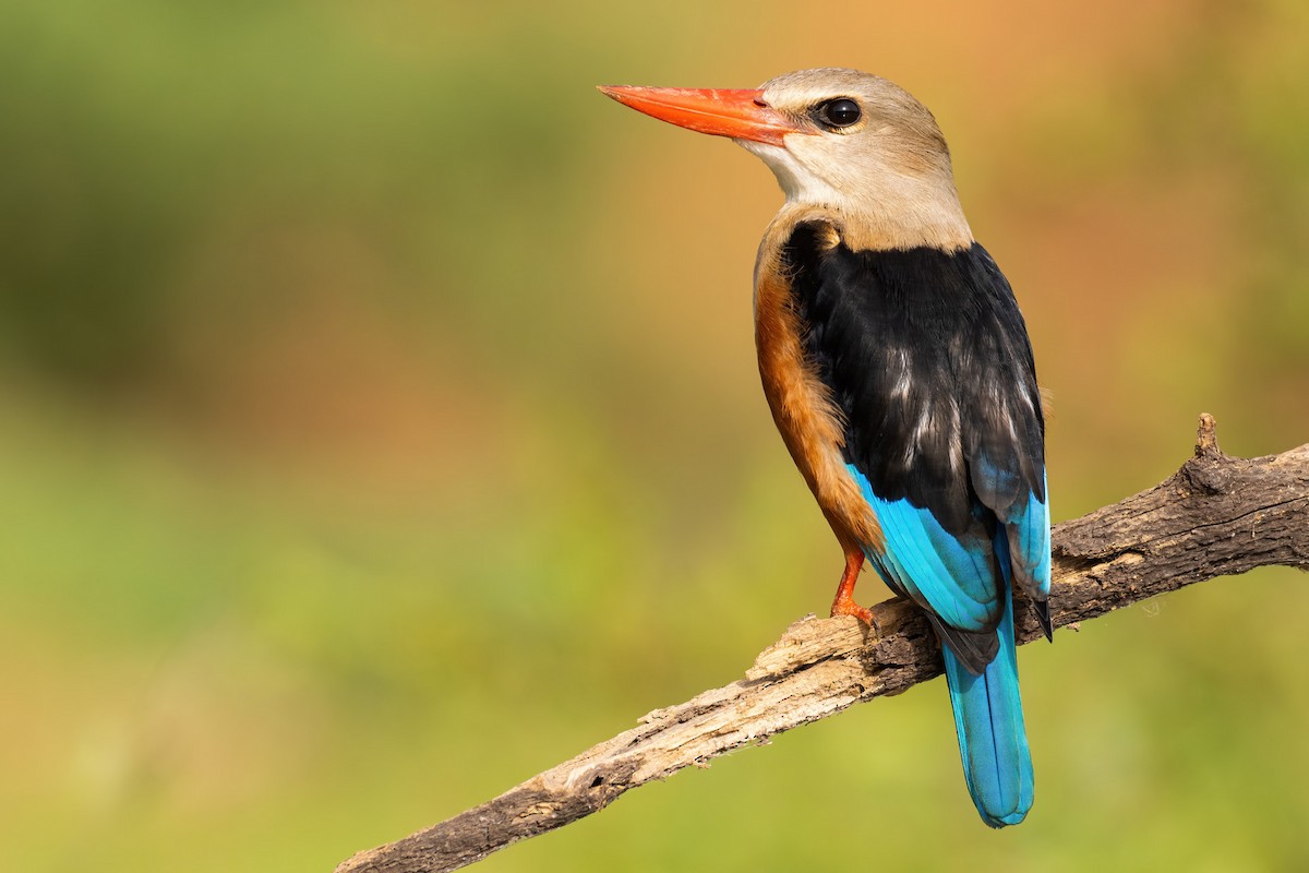 Gray-headed Kingfisher - ML535551101