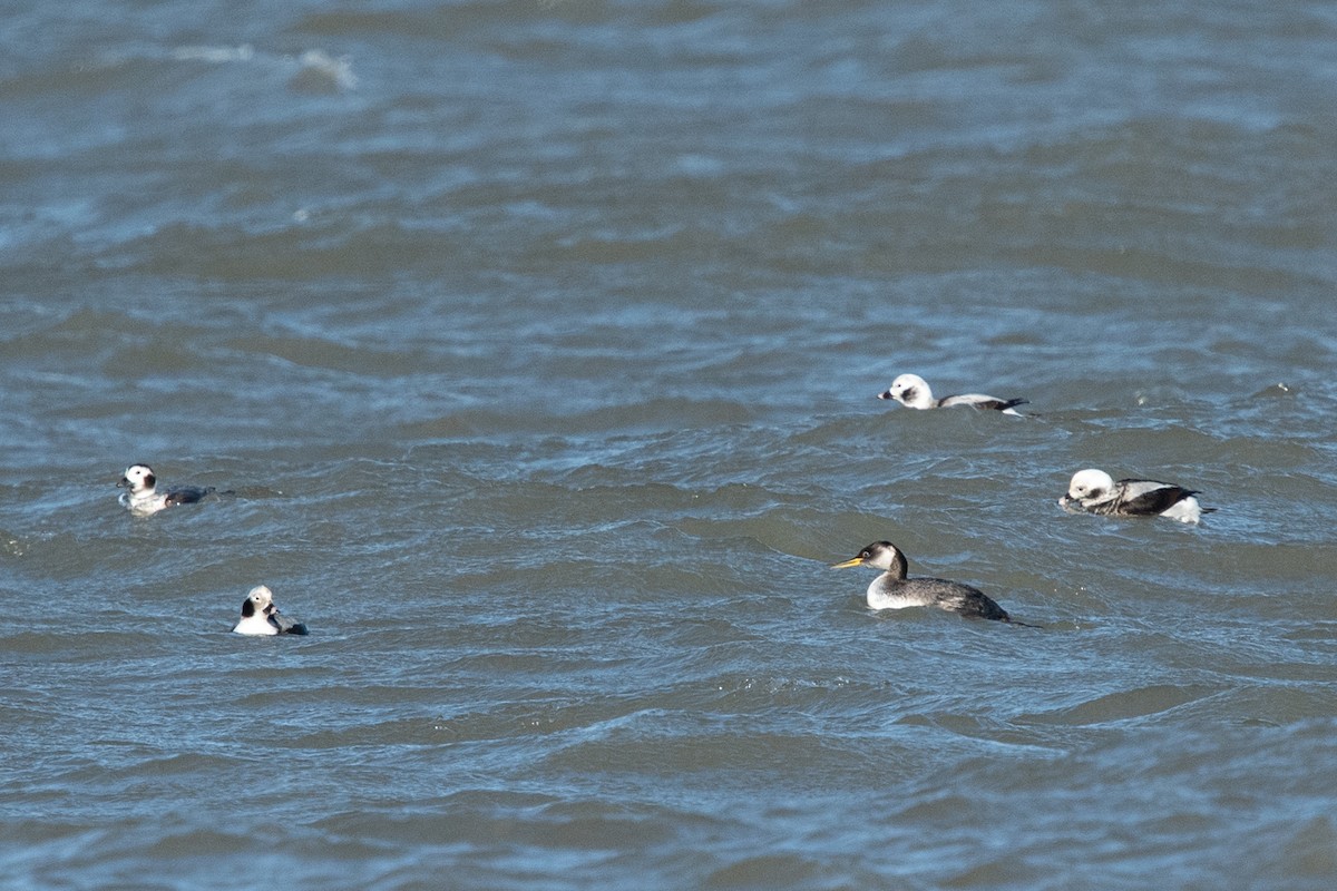 Red-necked Grebe - Ryan Griffiths