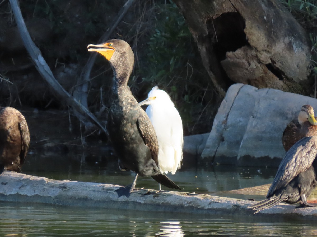 Double-crested Cormorant - ML535553601