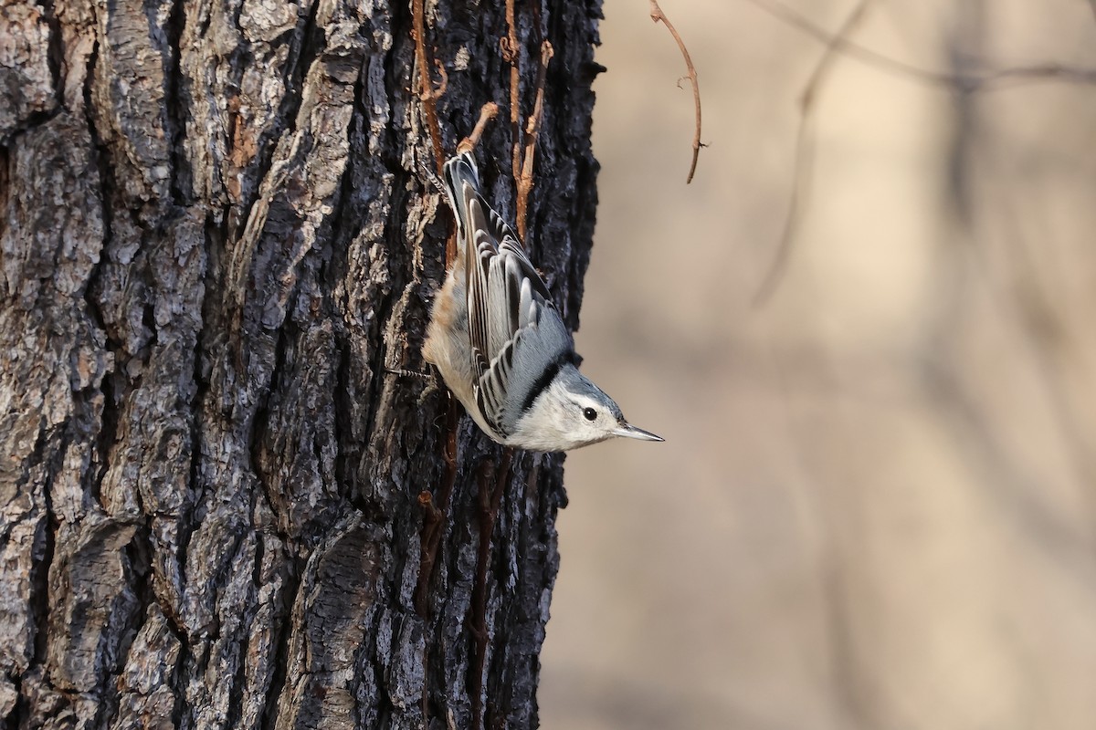 White-breasted Nuthatch - ML535553771