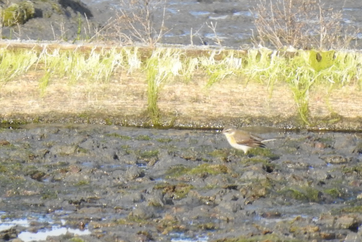 Eastern Yellow Wagtail - ML535553941