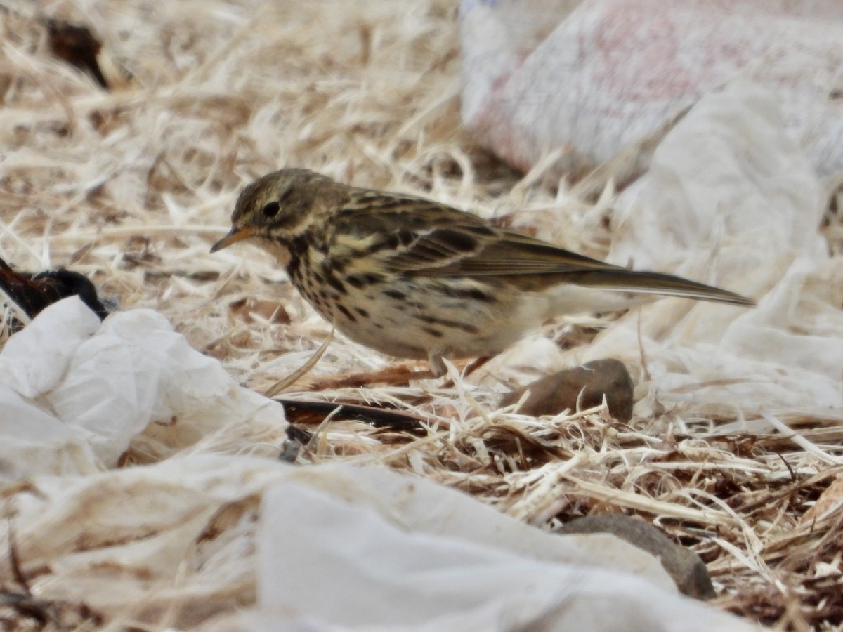 Meadow Pipit - ML535554301