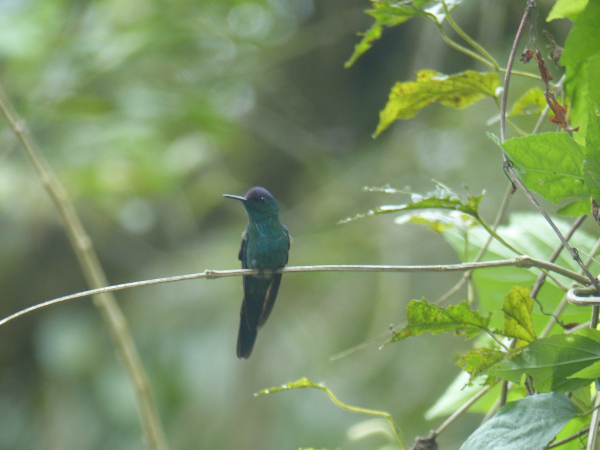 Violet-capped Woodnymph - ML535554601