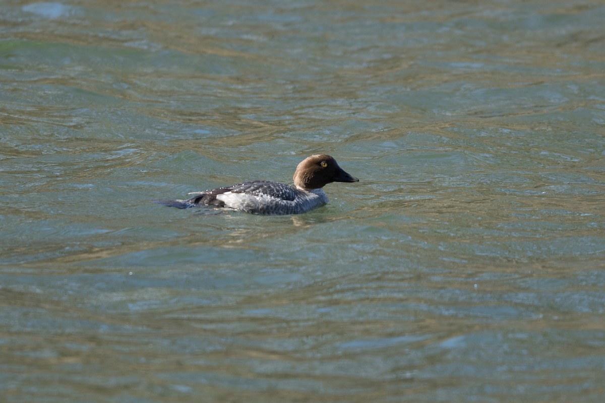 Common Goldeneye - ML535555641