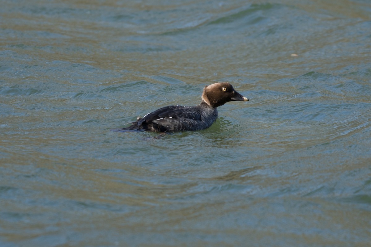 Common Goldeneye - ML535555651