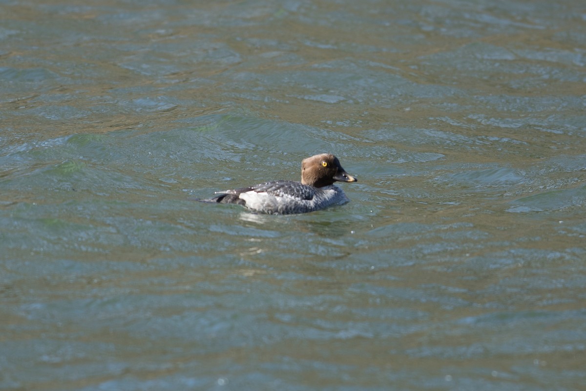 Common Goldeneye - ML535555661