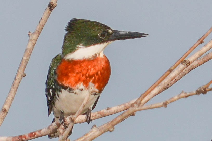 Martin-pêcheur vert - ML535556761