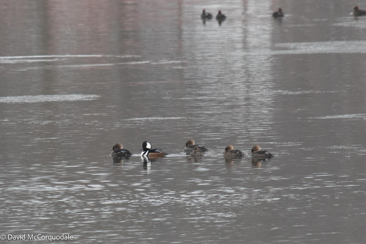 Hooded Merganser - ML535556971