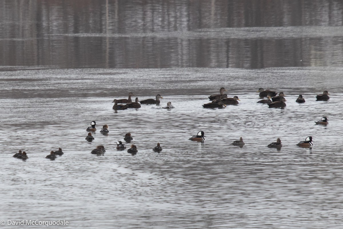 Hooded Merganser - ML535556981