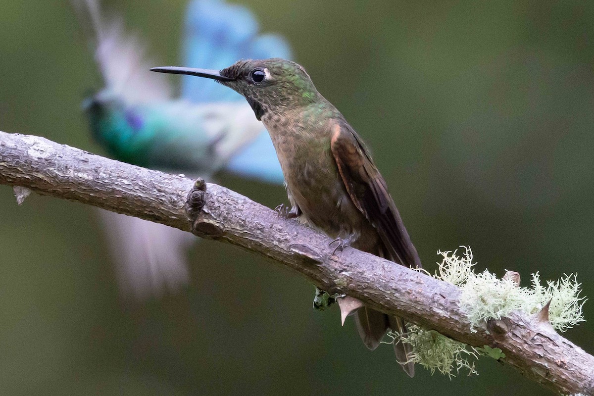 Fawn-breasted Brilliant - ML535558221